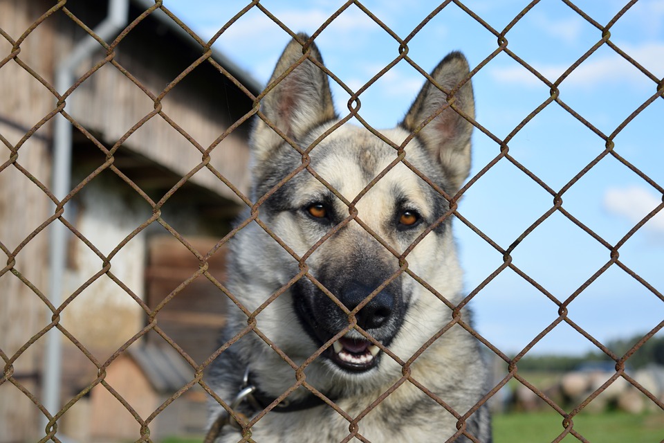 Un chenil ou enclos pour votre chien