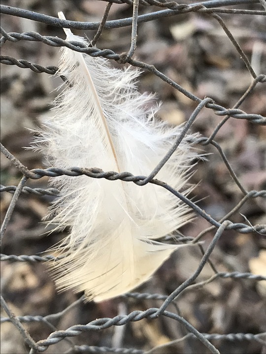 grillage à poule