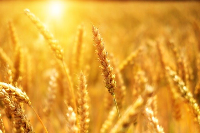 L’agriculture : au centre de la polemique du developpement