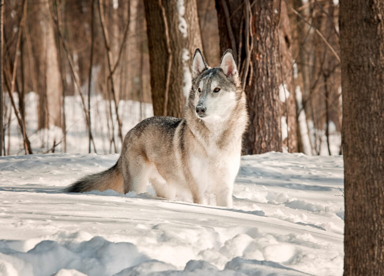 Les etonnants loups hybrides : tout savoir